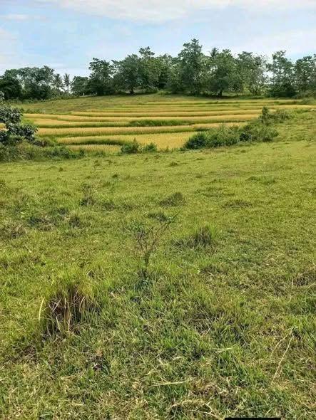 51,814 sqm Agricultural Farm Lot for Sale in Mabini, Bohol - ₱2.33M