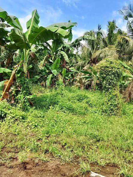 976 sqm Agricultural Lot for Sale in Talibon, Bohol - Near Highway