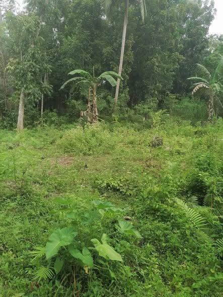 Corner Lot for Sale in Sikatuna - 500sqm, Clean Title