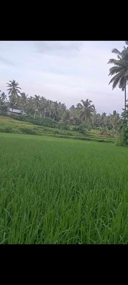 1,000 sqm Agricultural Land with Clean Title in Catigbian, Bohol - ₱150,000