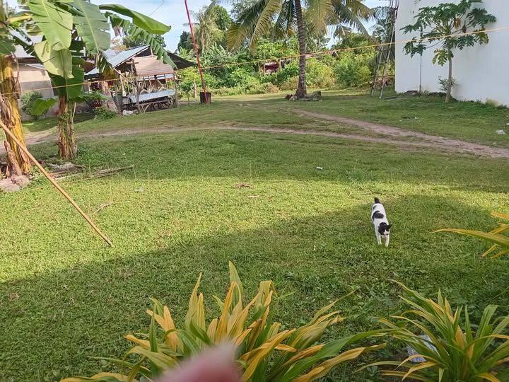 Residential Land Lot in Biking, Dauis - Panglao Island