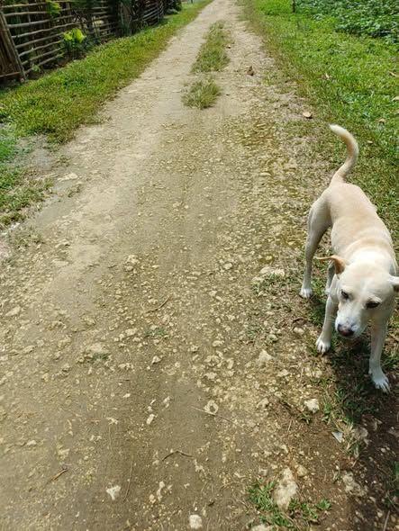 3,000 sqm Farm Lot with Clean Title in Anda, Bohol