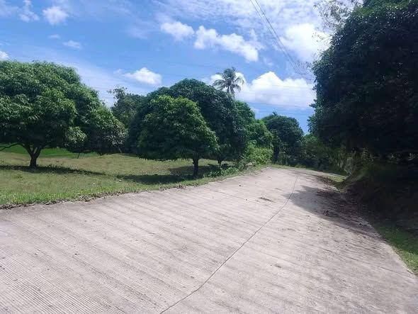 Productive Mango Farm for Sale in Danao, Duero - 8,064 sqm