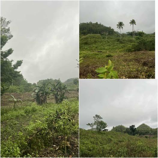 5-Hectare Titled Farm Land for Sale in Carmen, Bohol - Near Chocolate Hills