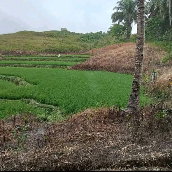 Carmen Farmland - 5000 sqm Agricultural Lot with Tax Declaration