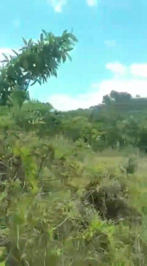 1.6 Hectare Titled Farmlot in Sagbayan, Bohol - Agricultural Land