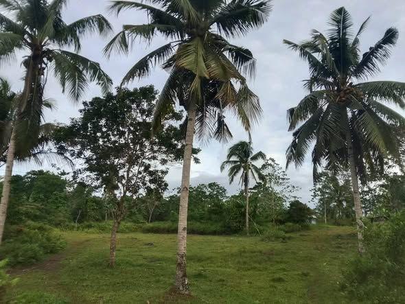 4,829 sqm Residential Farmlot in Bogtongbod, Clarin - Clean Title