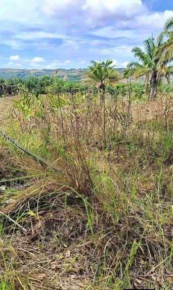 2 Hectares Agricultural Land in Carmen, Bohol - Tax Declaration