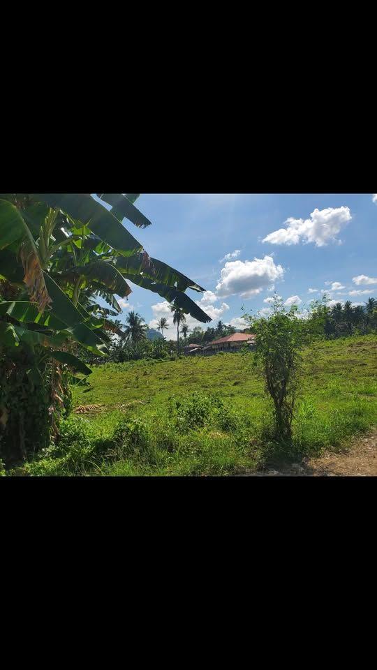 3000 sqm Flat Lot for Sale in Panadtaran, Tubigon - Tax Declaration