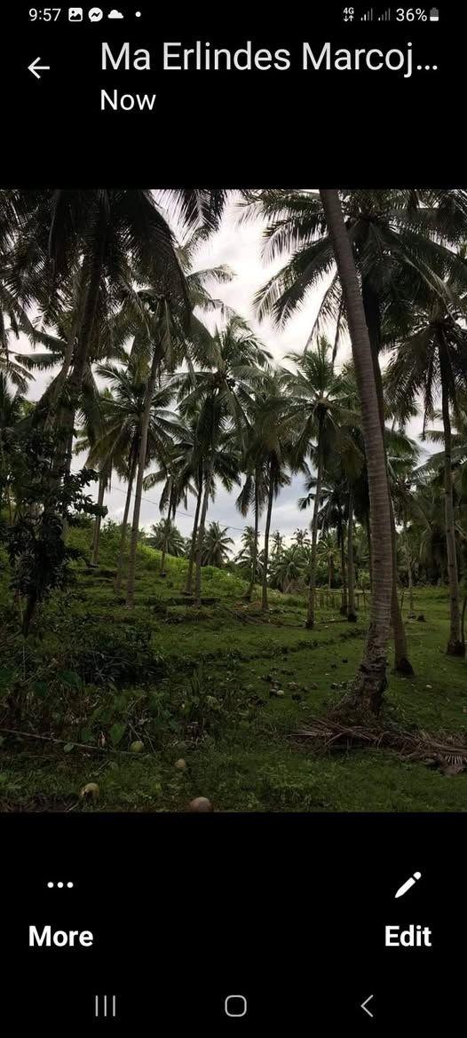 3,696 sqm Titled Lot for Sale in Catagbacan, Loon, Bohol