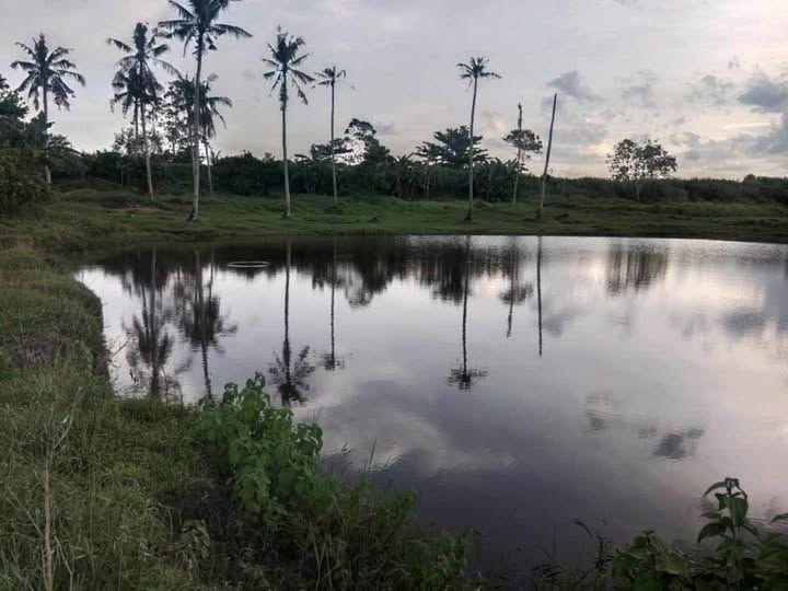 3.8 Hectare Farm Lot in Ubay, Bohol - Rice Field & Fruit Trees