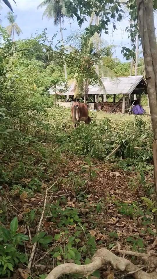 Multiple Residential Lots for Sale in Bilisan, Panglao - Clean Title, Flat Terrain
