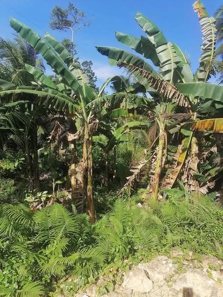 Catigbian Commercial Land - 3,831 sqm Subdivided Lot Near Highway