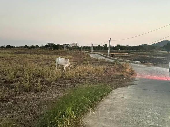 Rice Farm for Sale - Cuyapo Nueva Ecija - 200/sqm