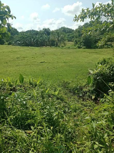 2-Hectare Titled Flat Land with Overlooking View - Inabanga, Bohol