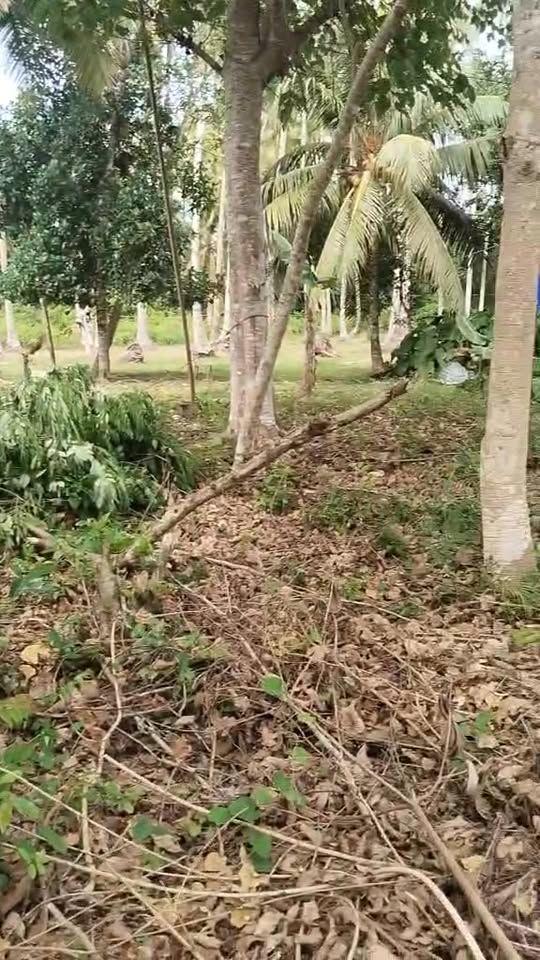 Residential Lots for Sale in Bilisan, Panglao - Clean Title, Flat Terrain