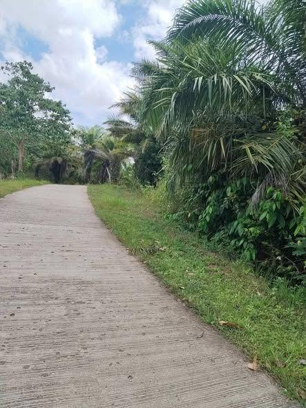 2.4 Hectares Agricultural Land for Sale in Sua, Inabanga, Bohol