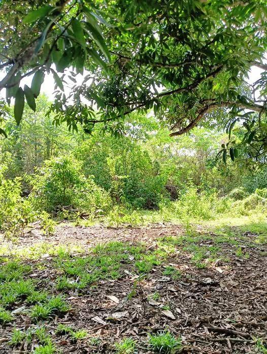 Titled Residential Lot in Libaong, Panglao - Near Beaches & Airport