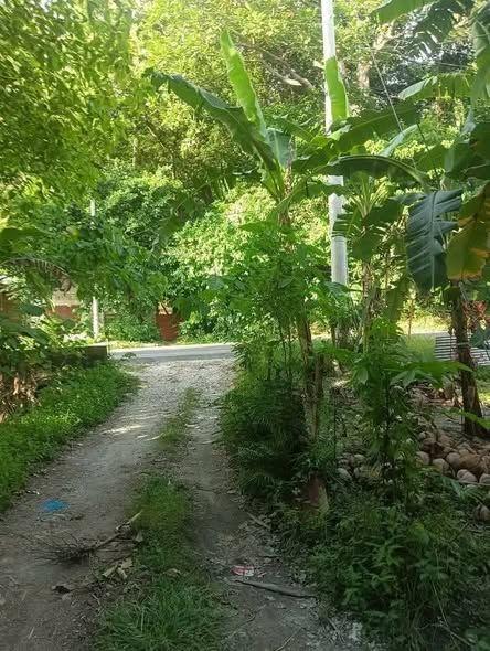 Two Clean Titled Beachfront Lots in Loay - 271sqm & 202sqm