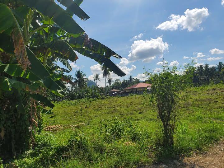 3000 sqm Lot for Sale in Panadtaran, Tubigon - Tax Declaration