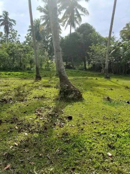 1.8 Hectare Titled Farm Lot in Abihilan, Candijay - ₱1.2M