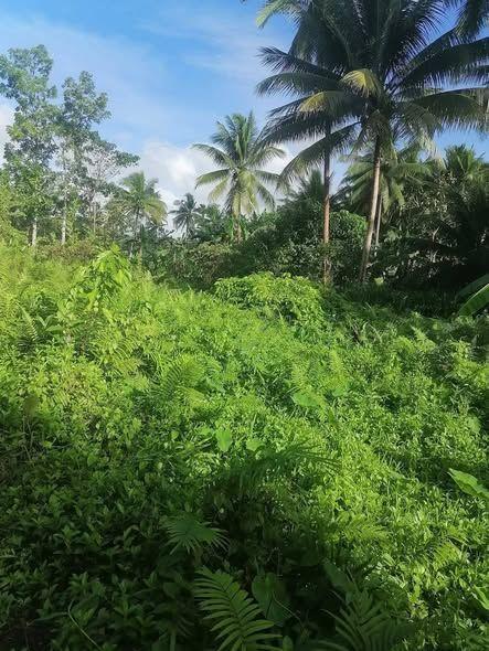 500 sqm Corner Lot for Sale in Sikatuna - Near Mirror of the World