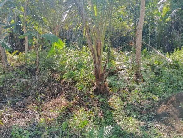 2200 sqm Flat Land for Sale in Balilihan - Near Kamugao Falls