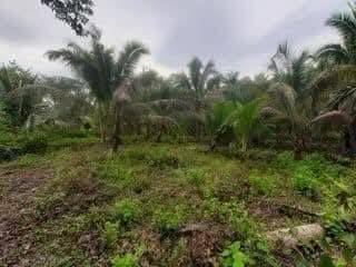 1,000 sqm Titled Lot for Sale in Tagbilaran City - PHP 2.5M