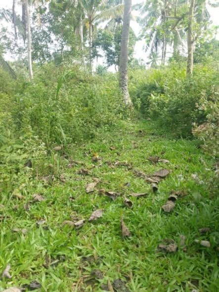 Affordable 6000 sqm Land Lot in Balilihan - Tax Declaration