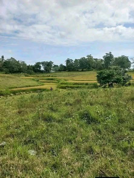 51,814 sqm Farm Lot with Coconut Trees for Sale in Mabini, Bohol