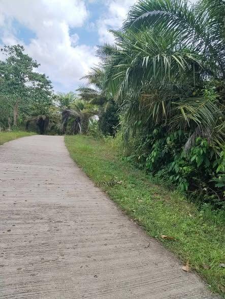 RUSH SALE: 2.4 Hectare Land in Sua, Inabanga - 750K