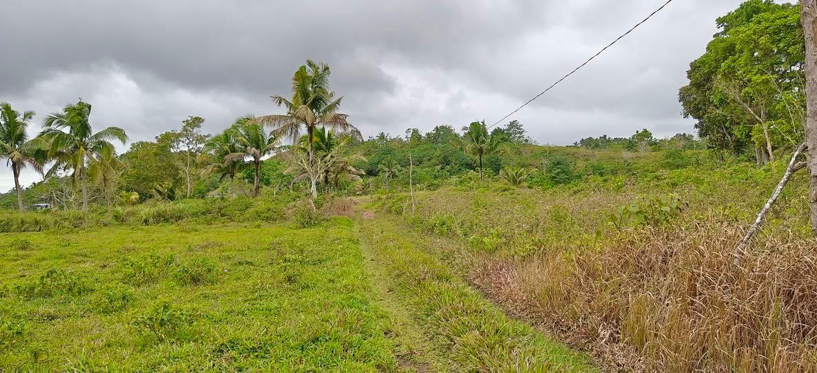 8,957 sqm Titled Farm Lot in Sagbayan, Bohol - 750k Negotiable