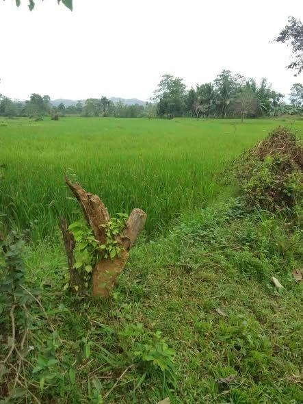 1 Hectare Titled Rice Field for Sale - Dagohoy, Bohol