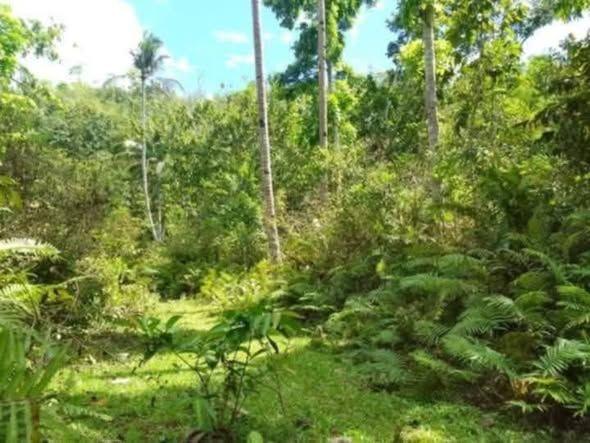 5.5 Hectare Titled Land with Water Source in Balilihan
