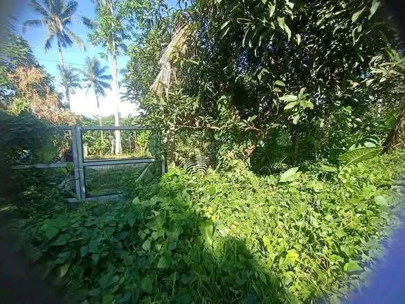 5,992 sqm Agricultural Land with Fruit Trees - Bohol