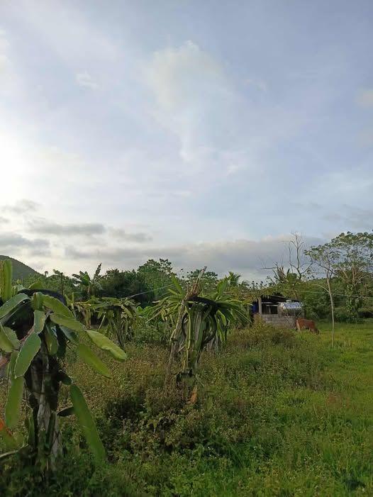 34,104 SQM Semi-Developed Farm Lot for Sale in Carmen, Bohol - P2.9M