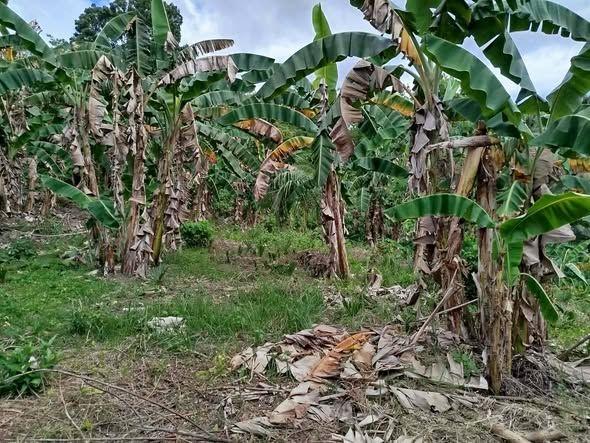 Residential Lot for Sale in Bauhugan, Dimiao - 1,343 sqm Near Ingkumhan Falls