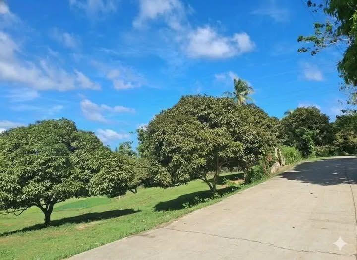 Productive Mango Farm for Sale - 8,064 sqm in Danao, Duero, Bohol