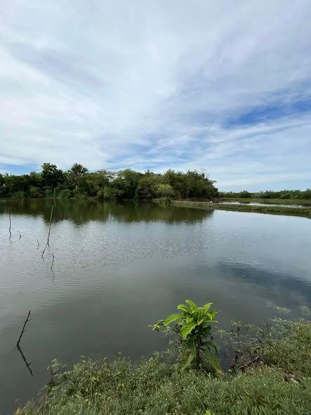 Fishpond Land - Talibon, Bohol - 5,977 sqm
