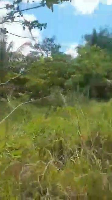 Flat Farmlot for Sale in Sagbayan - 1.6 Hectares with Clean Title and Highway Proximity