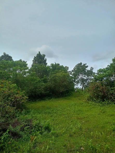 Affordable 1.1 Hectare Farm Lot in Balilihan - 800K