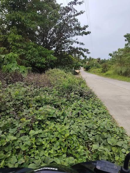 5,569 sqm Overlooking Lot with Seaview - Mabini, Bohol