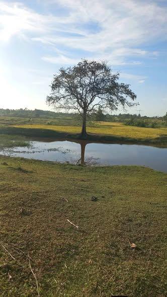 1.3 Hectare Irrigated Farm Lot in Ubay, Bohol - Tax Declaration