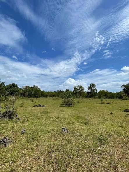 Tawala, Panglao - Rush Sale Land Lots (Tax Declaration)