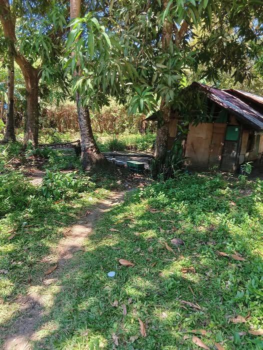 227 sqm Residential Lot in Jagna - Mother Title, Near Highway