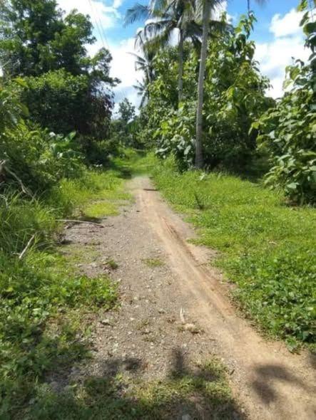 1 Hectare Land for Sale in Trinidad, Bohol - 550K