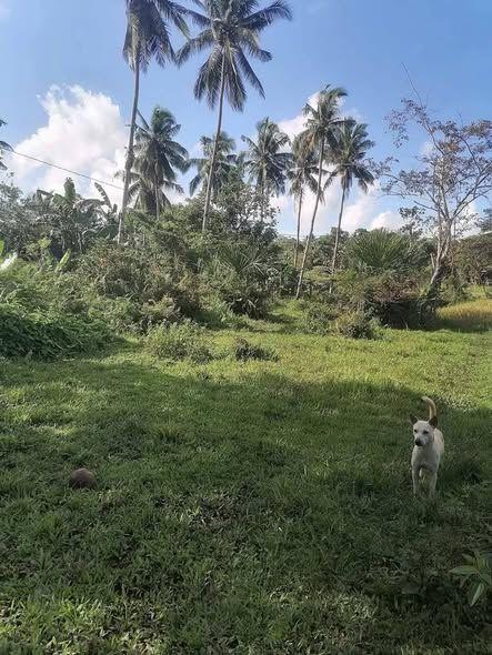 4,829 sqm Mixed-Use Land Along National Road - Catigbian, Bohol