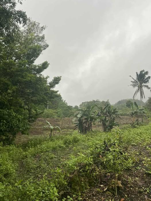 5-Hectare Titled Agricultural Land Near Chocolate Hills - Carmen, Bohol