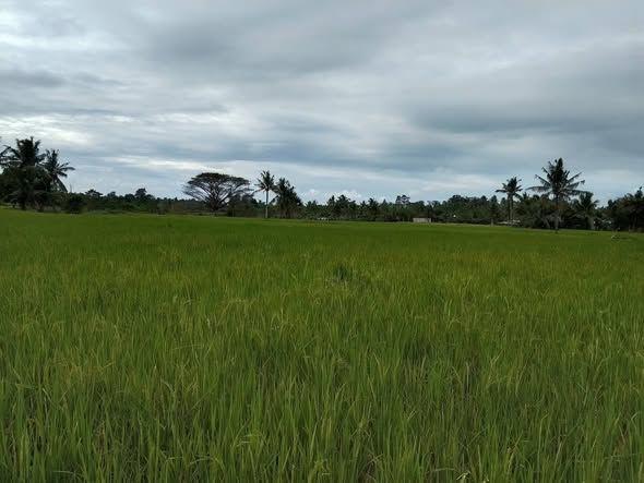 1.3 Hectare Irrigated Agricultural Land for Sale in Basakan, Bohol - 950K